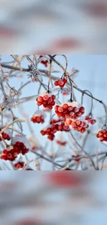 Frost-kissed red berries against a clear blue winter sky.