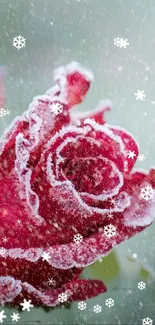 Frost-covered red rose with snowflakes on green background.