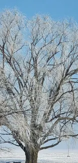 Frosty tree in winter with a clear blue sky background.