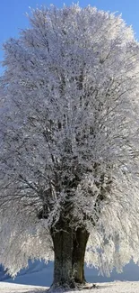 Frost-covered tree with blue sky background.