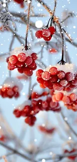 Frost-covered red berries on branches against a winter backdrop.