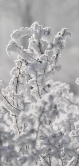 Frost-covered branches in a serene winter landscape.