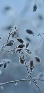 Frost-covered branches forming a serene winter landscape.