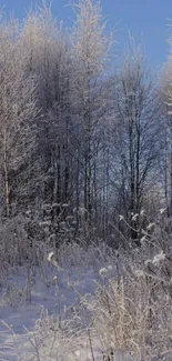 Frost-covered trees in a winter forest under a blue sky.