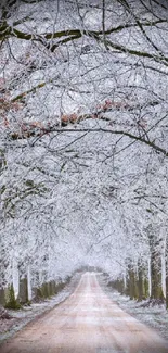 Frosty tree-lined path under a light gray sky.