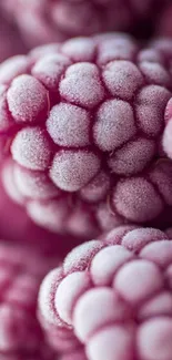 Close-up of frosted pink berries in vibrant detail for mobile wallpaper.