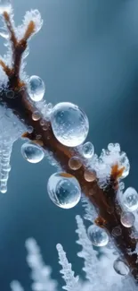 Close-up of a frozen branch with water droplets.