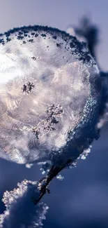 Close-up of a frozen bubble resting on a snow-covered twig in winter.