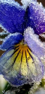 Close-up of a frosted purple flower on a mobile wallpaper.