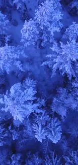 Aerial view of a snowy forest with a blue hue covering the treetops.