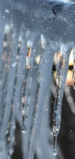 Close-up of shimmering icicles creating a winter wonderland effect.