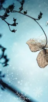 Frosty leaf with snowflakes on blue winter background.