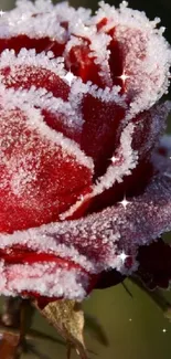 Mobile wallpaper of a red rose covered in frost.