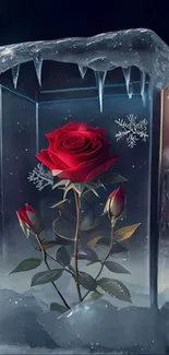 Red rose in glass cube with ice and snowflake details.