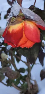 Red rose covered in frost, surrounded by snow.