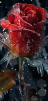 Frozen red rose with ice crystals on a starry night background.