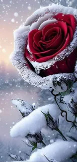 Red rose covered with snow in a winter scene.