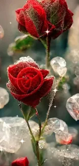 Beautiful frozen red roses with ice crystals.