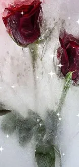 Frozen roses in ice, creating a stunning, elegant wallpaper.