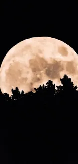 Full moon rising above silhouetted treetops at night.