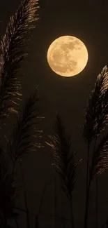 Full moon with silhouetted grass against a dark sky.