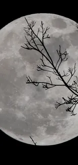 Full moon with branches silhouetted against the night sky.