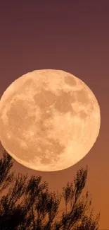 Full moon in a twilight sky with silhouetted branches.