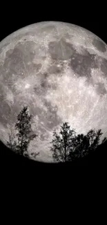 Full moon with silhouetted trees against black night sky.