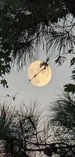 Majestic full moon peeks through silhouetted pine trees at night.