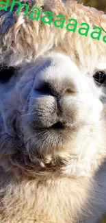 Funny alpaca with sunglasses emoji on mobile wallpaper.