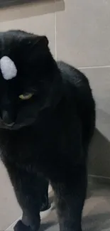 Funny black cat with a twist on head.