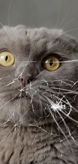 Gray cat with yellow eyes behind cracked glass, creating a funny wallpaper effect.