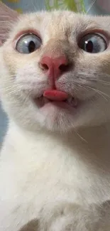 Funny close-up of a cat with big eyes and tongue out.