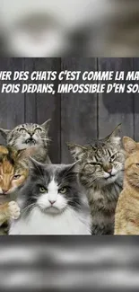 Group of cats with funny text on a wooden background.