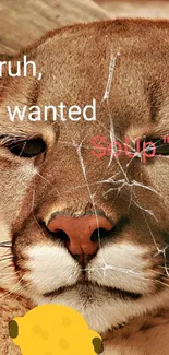 Funny cougar with a caption 'Bruh, I wanted soup'.