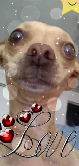 Funny dog with hearts and stars mobile wallpaper.