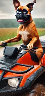 Humorous image of a dog riding an ATV in the rain.