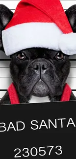 French Bulldog wearing a Santa hat in a mugshot style image.