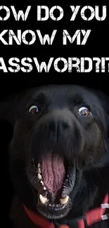 Surprised dog with funny password text on black background.