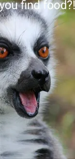 Hilarious wide-eyed lemur in nature with a funny expression.