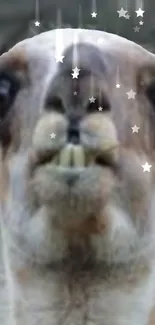 Funny llama face with floating stars on brown background.