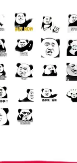 Quirky panda meme wallpaper with funny captions.