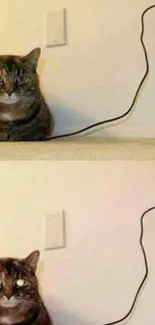 Funny cat sitting near outlet with a plug.