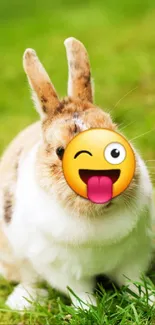 A rabbit with an emoji face in a vibrant green field.