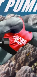 Humorous shark lifting dumbbell in red tank top wallpaper.