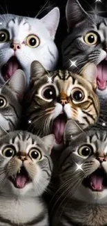 Funny wallpaper with surprised cats showing wide eyes.