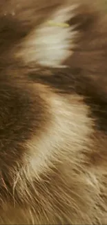 Close-up of soft, detailed furry texture with brown hues.