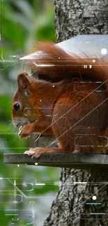 Red squirrel with digital overlay on a tree.