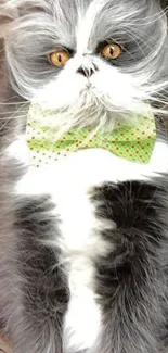 Fluffy gray cat with large eyes and a green polka-dot bow tie.