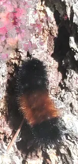 Fuzzy caterpillar on tree bark with pink flowers.